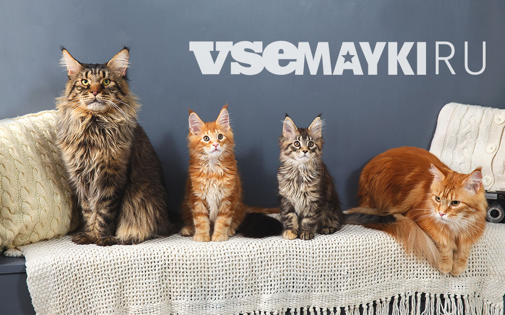 Самые популярные породы кошек в России и в мире за 2020 год